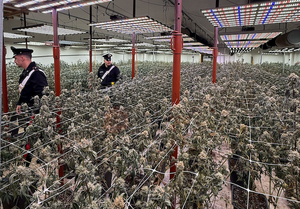 Nuova piantagione di marijuana scoperta dai Carabinieri di Bra: sequestrate 762 piante e 65 chilogrammi di infiorescenze già essiccate Nuova piantagione di marijuana scoperta dai Carabinieri di Bra: sequestrate 762 piante e 65 chilogrammi di infiorescenze già essiccate