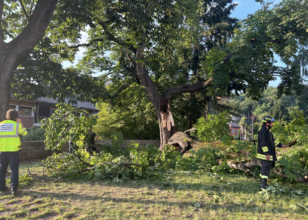 Albero caduto a Luino, la procura di Varese apre un fascicolo contro ignoti per lesioni colpose Albero caduto a Luino, la procura di Varese apre un fascicolo contro ignoti per lesioni colpose