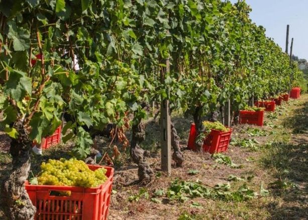 A Canelli riapre il dormitorio della Caritas. Potrà ospitare i braccianti della vendemmia [VIDEO]