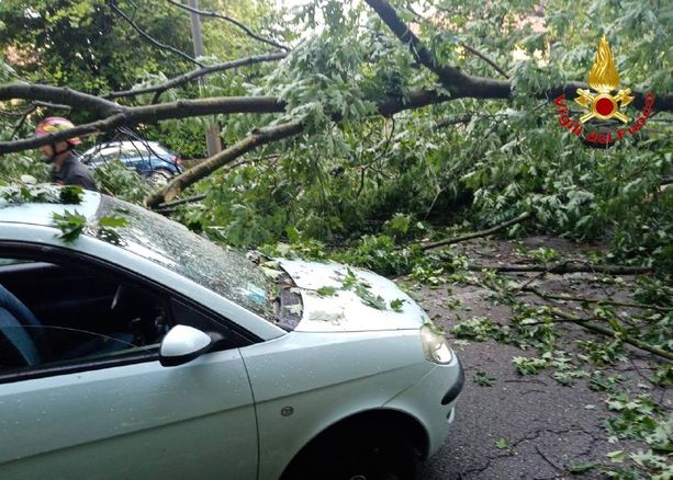 FOTO. Grosso albero cade in viale Europa colpendo un veicolo di passaggio: paura stamattina a Varese e traffico in tilt