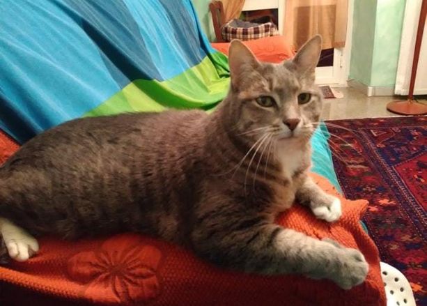 Pegli, furto in casa sventato dal gatto di famiglia, Dumbo mette in fuga i ladri Pegli, furto in casa sventato dal gatto di famiglia, Dumbo mette in fuga i ladri