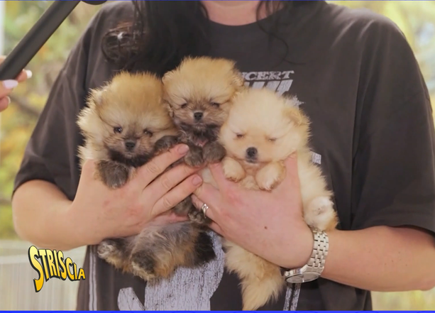 Striscia la Notizia fa tappa a Revigliasco per un servizio sull'"allevatrice dei volpini dei vip"