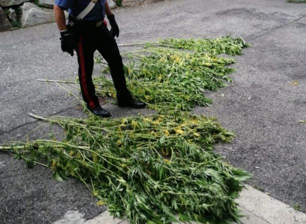 Coltivava nel giardino di casa delle piantine di marijuana: arrestato a Besozzo un 28enne Coltivava nel giardino di casa delle piantine di marijuana: arrestato a Besozzo un 28enne