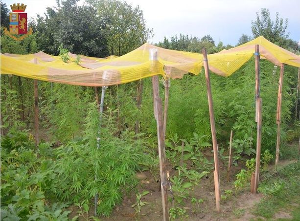 Un colpo di vento scopre 81 piante di marijuana coperte da un telo: finisce ai domiciliari un 56enne di Cherasco