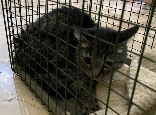 Il suo padrone muore e lui rimane solo in casa per un mese: la polizia municipale salva un gattino a Borgo Dora