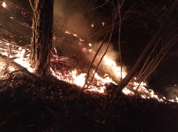 Sempre più vasto l'incendio boschivo a Villar San Costanzo: al lavoro decine di vigili del fuoco e volontari A.I.B. (FOTO) Sempre più vasto l'incendio boschivo a Villar San Costanzo: al lavoro decine di vigili del fuoco e volontari A.I.B. (FOTO)