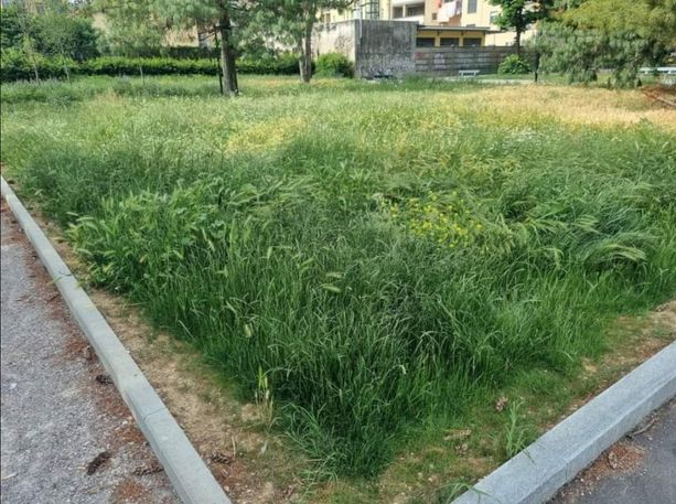 Erba alta, M5S: "A Torino fuori Ztl è una giungla". Tresso replica: "Task force del verde" Erba alta, M5S: "A Torino fuori Ztl è una giungla". Tresso replica: "Task force del verde"