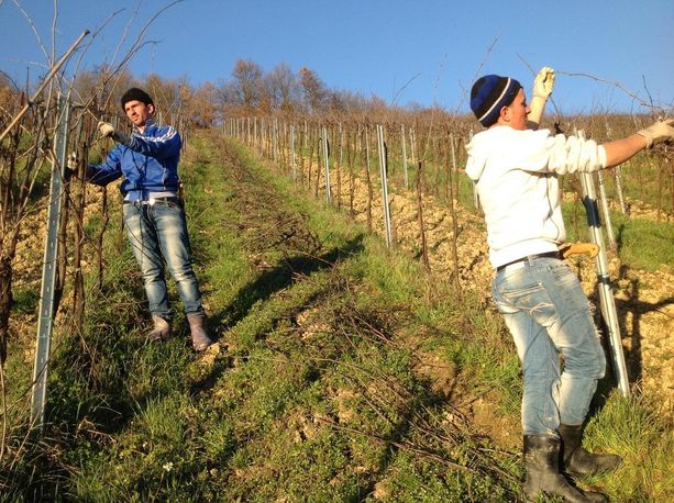 L’Ispettorato del Lavoro nei vigneti di Langhe e Roero: controllate quattro aziende, tre risultano irregolari. Sanzioni per oltre 15mila euro