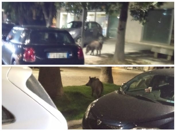 Cinghiali da vita urbana, ora a Imperia passeggiano anche sulla Spianata Cinghiali da vita urbana, ora a Imperia passeggiano anche sulla Spianata