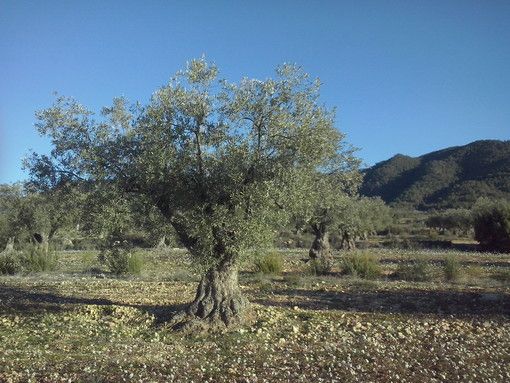 È in arrivo il riconoscimento per l’Albero della pace in via D’Amelio a Palermo quale simbolo d’interesse culturale
