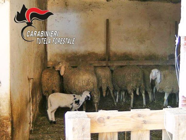 Scoperto maxi allevamento abusivo a Vinchio: ovini probabilmente destinati alla macellazione clandestina