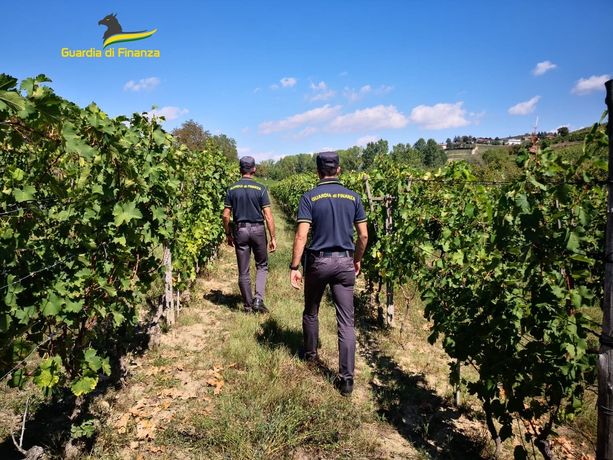 Lavoro nero: ancora lavoratori irregolari nelle vigne a Canelli Lavoro nero: ancora lavoratori irregolari nelle vigne a Canelli