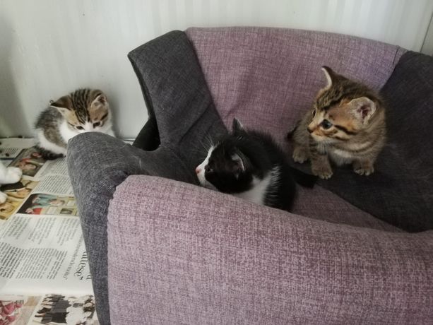 Gattini gettati in una campana di vetro. Uno scatolone con scritto "Vanessa" nasconde 8 piccoli e una mamma. "Basta abbandoni, serve sterilizzare" Gattini gettati in una campana di vetro. Uno scatolone con scritto "Vanessa" nasconde 8 piccoli e una mamma. "Basta abbandoni, serve sterilizzare"