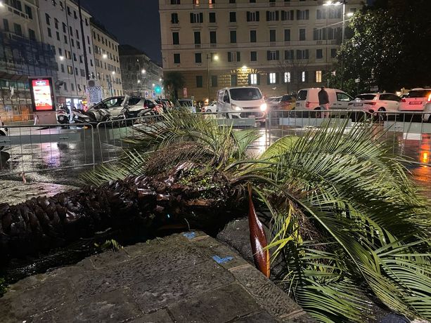 Tragedia in piazza Paolo Da Novi, verifiche su controlli e manutenzioni Tragedia in piazza Paolo Da Novi, verifiche su controlli e manutenzioni