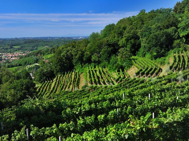 Lungo il Sentiero del Vino che da Seseglio arriva a Pedrinate c'è la "Raminalonga del Penz" Lungo il Sentiero del Vino che da Seseglio arriva a Pedrinate c'è la "Raminalonga del Penz"