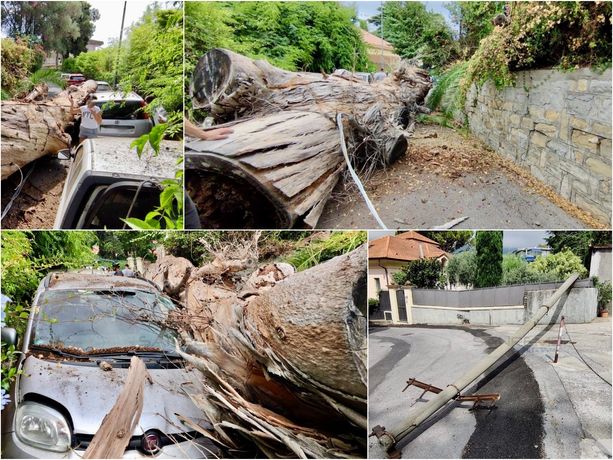 Sanremo: albero secolare crolla sulla strada, danni alle auto e alla rete elettrica (foto)