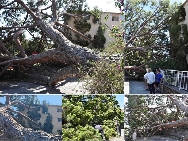Sanremo: crolla un altro albero in via Torquato Tasso, è il secondo in meno di un mese (foto)