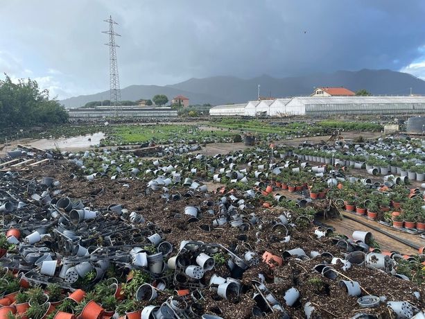 Alluvione 2024, nuovi ristori per le aziende agricole di Albenga e Ceriale: in arrivo 1,3 milioni dalla Protezione civile Alluvione 2024, nuovi ristori per le aziende agricole di Albenga e Ceriale: in arrivo 1,3 milioni dalla Protezione civile
