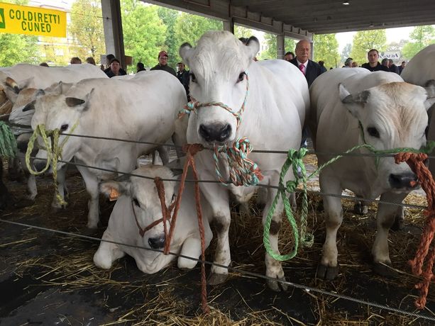 Grande rassegna di bovini piemontesi ad Alba Grande rassegna di bovini piemontesi ad Alba