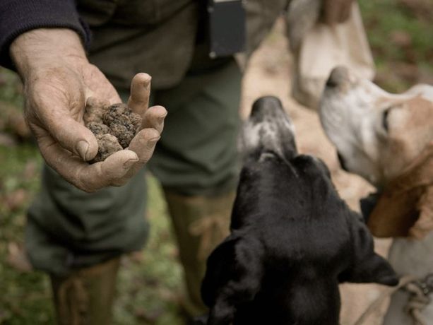 L'audizione in Senato del Centro Nazionale Studi Tartufo sul Ddl Bergesio: &quot;Una legge attesa da 40 anni, ma va perfezionata&quot;