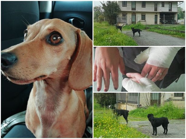 Mamma e figlia aggredite da due cani a Saluzzo: “Ci hanno squartato la bassottina Luna, per noi una di famiglia”