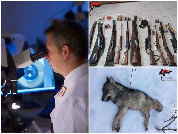 Uccise un giovane lupo, bracconiere di Peveragno incastrato dai Ris di Parma [FOTO E VIDEO]