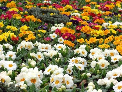 Un fine settimana ricco di eventi nella Granda Un fine settimana ricco di eventi nella Granda