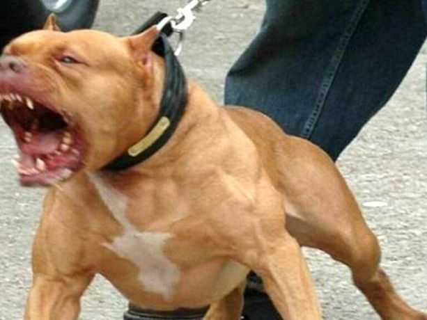 Cuneo, pitbull aggredisce e uccide un cagnolino al parco fluviale Cuneo, pitbull aggredisce e uccide un cagnolino al parco fluviale