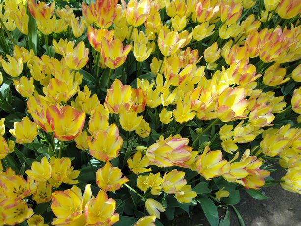 Appuntamenti nella Granda per questo primo fine settimana di primavera Appuntamenti nella Granda per questo primo fine settimana di primavera