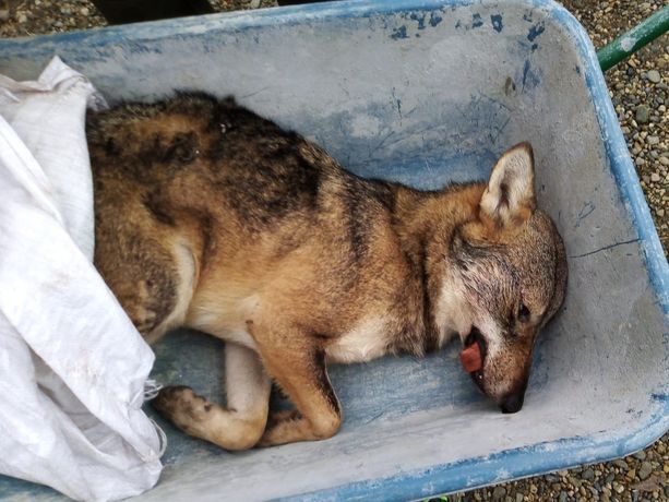 Lupo travolto da un’auto tra Bibiana e Bagnolo Piemonte