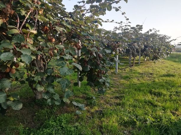 A Bibiana cassette vuote sotto l’ala per ricordare, nei giorni di festa, i danni provocati dal cambiamento climatico A Bibiana cassette vuote sotto l’ala per ricordare, nei giorni di festa, i danni provocati dal cambiamento climatico