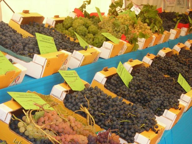 Sagra dell’Uva di Bricherasio: ancora niente carri allegorici ma un nuovo Street Music Festival per le vie del paese