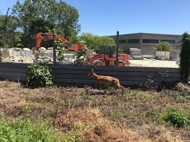 Capriolo intrappolato nello stabilimento di prodotti per aerospazio di Luserna San Giovanni [FOTO]