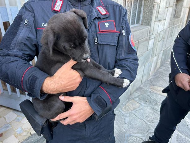 Luserna San Giovani: denunciato un giovane per maltrattamento di animale