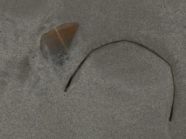 ‘Kandinskyana’ porta a Pinerolo l’armonia regalata del mare alle spiagge bretoni ‘Kandinskyana’ porta a Pinerolo l’armonia regalata del mare alle spiagge bretoni