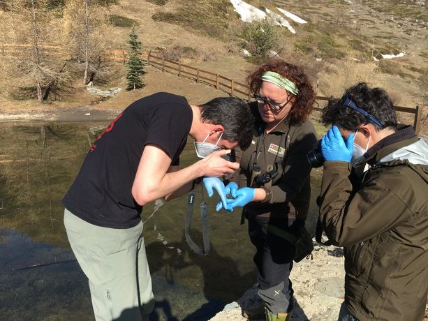 Muoiono gli anfibi e il Comune di Usseaux vieta l’accesso al Lago delle Rane