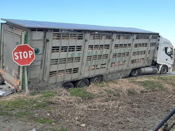 Camion di maiali incastrato in un fosso tra Vigone e Virle Camion di maiali incastrato in un fosso tra Vigone e Virle