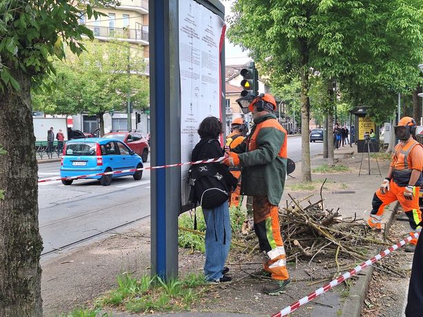 Alberi abbattuti in corso Belgio: ambientalisti di nuovo in strada per chiedere lo stop [FOTO]