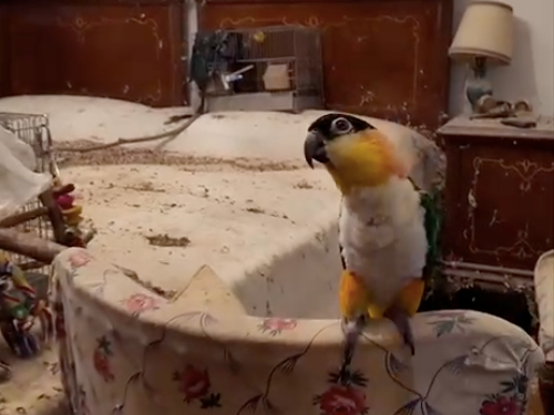 Pappagalli, cani e altri animali tenuti al buio e nella sporcizia: blitz dei Carabinieri in un alloggio in centro città