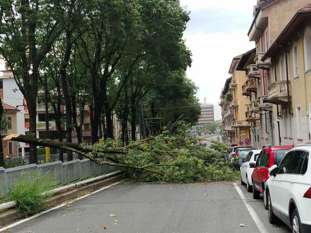 Maltempo, il vento forte sferza Torino: cade un albero in corso Gabetti [FOTO]