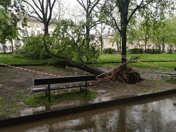 Maltempo, cresce la paura: a parco Michelotti cade una grossa pianta, isolato il comune di Rubiana Maltempo, cresce la paura: a parco Michelotti cade una grossa pianta, isolato il comune di Rubiana