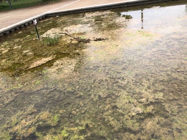 Rifiuti, alghe e sporcizia: la triste estate (calda) delle fontane di piazza d'Armi (e la beffa del cartello) [FOTO]