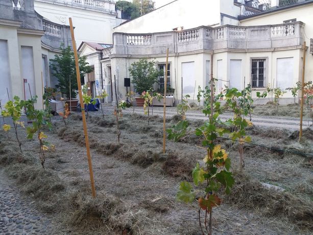 Torino torna a stappare le sue bottiglie migliori: tornano Grapes in Town e Portici divini