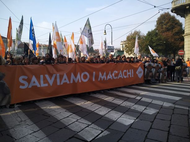 Stop alla sperimentazione sui macachi, l'Università si ribella: &quot;A rischio la libertà di ricerca&quot;