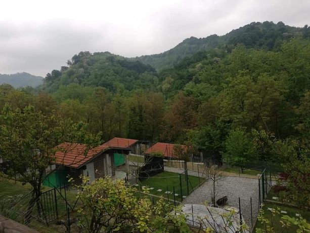 Fase 2, la beffa delle pensioni per cani e gatti: “Noi isolati da tutti, ma comunque obbligati a stare chiusi”