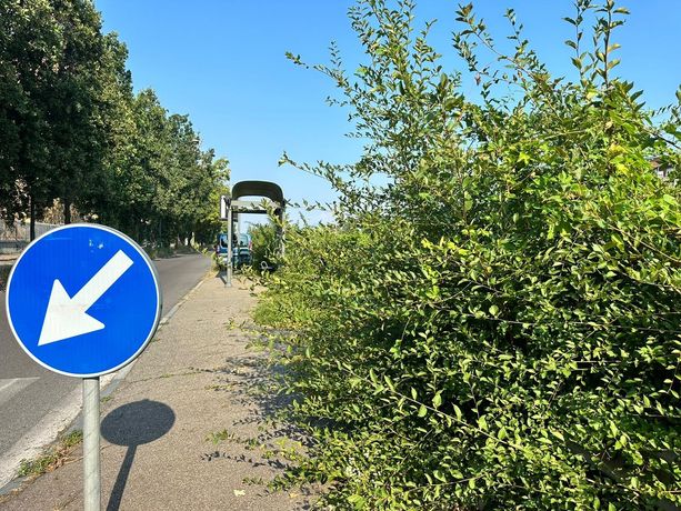 Via Tirreno, la natura selvaggia vince sul decoro: arbusti e cespugli invadono strade e marciapiedi [FOTO]