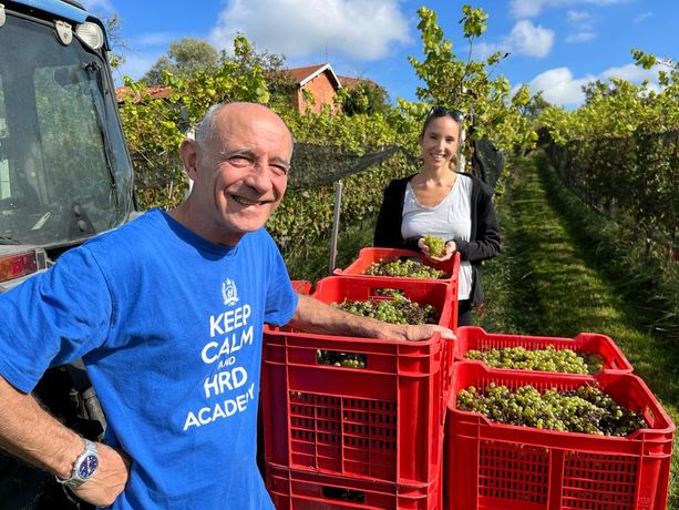 VIDEO. La vendemmia di Morazzone, ecco come nasce il vino "made in Varese": «Chi lo assaggia resta a bocca aperta»