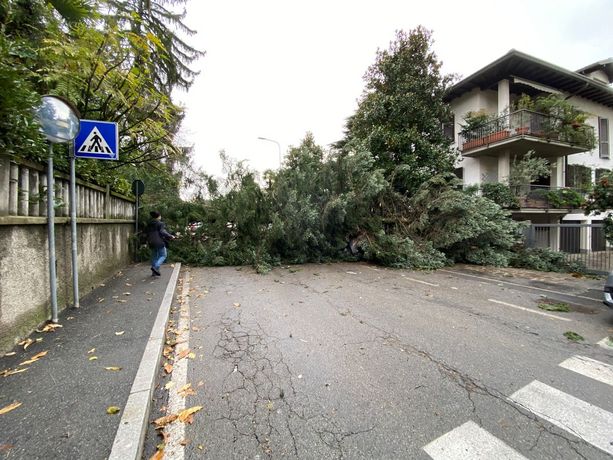 Varese, auto seppellite da un albero sradicato dal vento Varese, auto seppellite da un albero sradicato dal vento