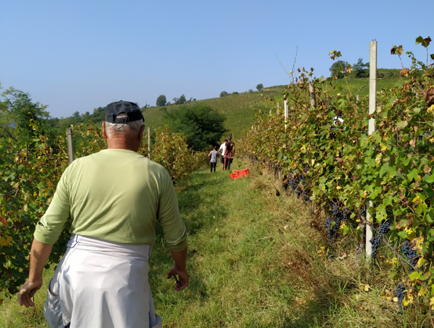 Lavoro nero in vendemmia: irregolari due aziende su tre, multe per 100mila euro