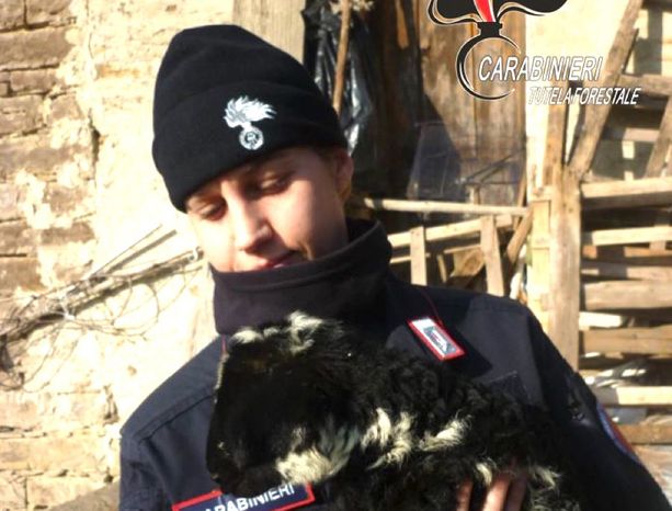 Valle Bormida, allevatore abusivo denunciato per maltrattamento di animali